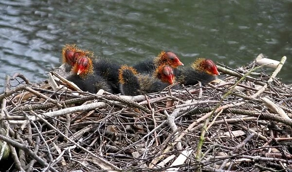 Common Coot (Fulica atra) seven chicks, sitting at nest on lake, Leicestershire, England, june