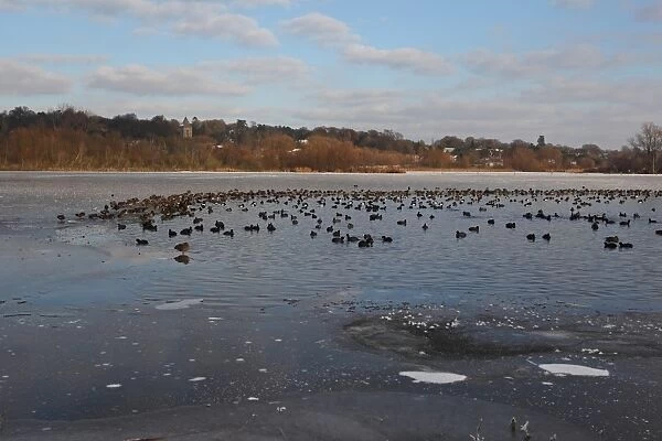 Common Coot (Fulica atra) and Tufted Duck (Aythya fuligula) flock, on open water of frozen lake, Whitlingham Country Park, River Yare, The Broads, Norfolk, England, december