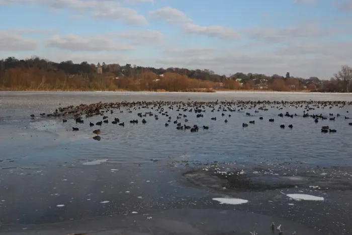 Framed Print : Common Coot (Fulica atra) and Tufted Duck (Aythya fuligula) flock, on open water of frozen lake, Whitlingham Country Park, River Yare, The Broads, Norfolk, England, december Framed Print : Common Coot (Fulica atra) and Tufted Duck (Aythya fuligula) flock, on open water of frozen lake, Whitlingham Country Park, River Yare, The Broads, Norfolk, England, december