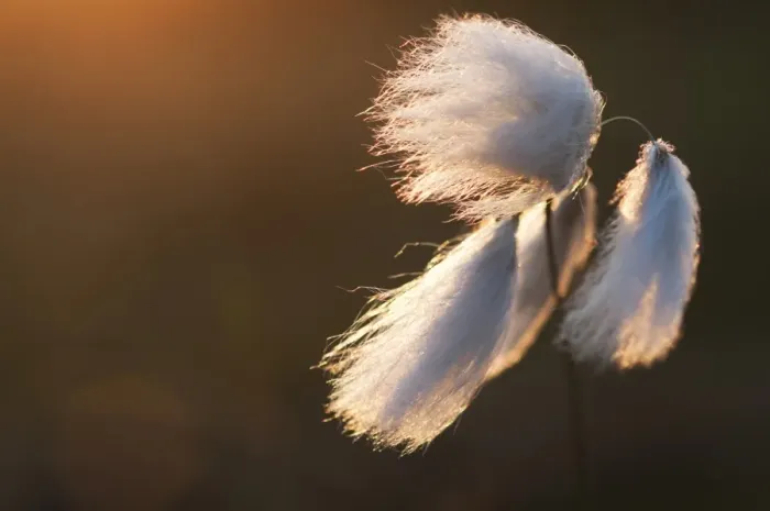 Framed Print : Common Cotton-grass (Eriophorum angustifolium) close-up of seedheads, growing on lowland heathland at sunset Framed Print : Common Cotton-grass (Eriophorum angustifolium) close-up of seedheads, growing on lowland heathland at sunset
