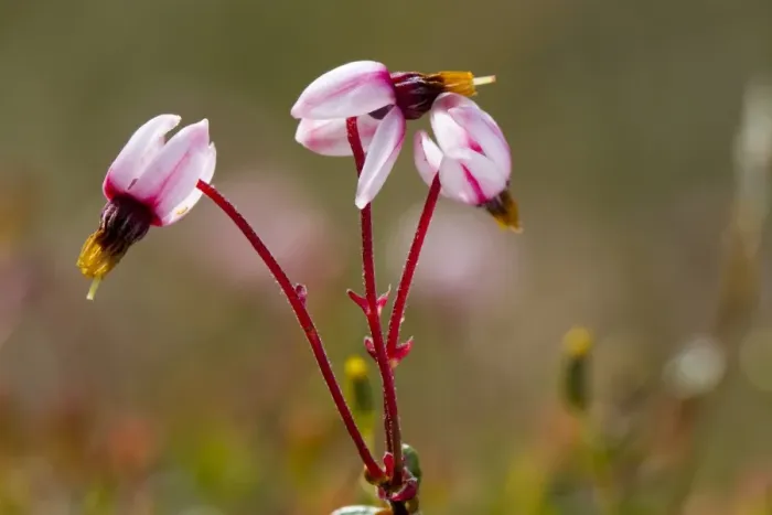Framed Print : Common Cranberry (Vaccinium oxycoccos) close-up of flowers, growing on raised bog, Cors y Llyn N. N. R Framed Print : Common Cranberry (Vaccinium oxycoccos) close-up of flowers, growing on raised bog, Cors y Llyn N. N. R