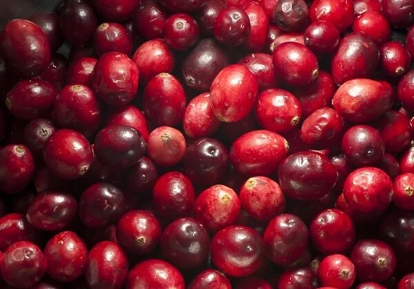 Common Cranberry (Vaccinium oxycoccus) close-up of picked fruit, Whitewell, Lancashire, England, december