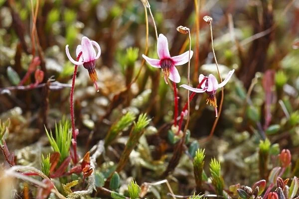 Common Cranberry (Vaccinium oxycoccus) flowering, growing in upland peat bog, Ceredigion, Wales, june