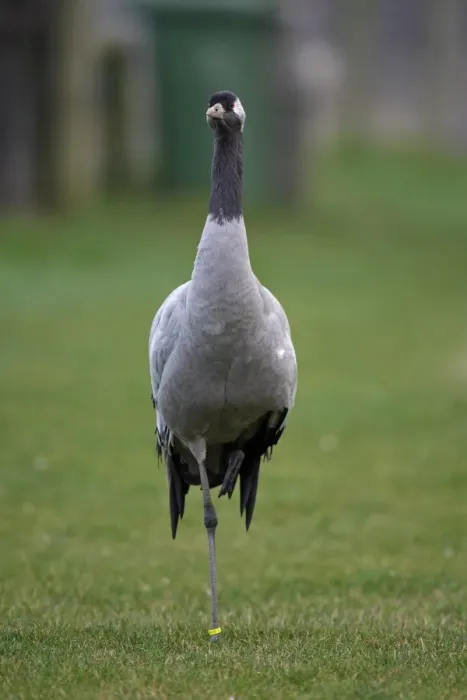 Framed Print : Common Crane (Grus grus) adult, standing on grass, Norfolk, England, January
