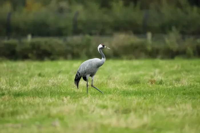 Framed Print : Common Crane (Grus grus) adult, walking on pasture, Norfolk, England, October Framed Print : Common Crane (Grus grus) adult, walking on pasture, Norfolk, England, October