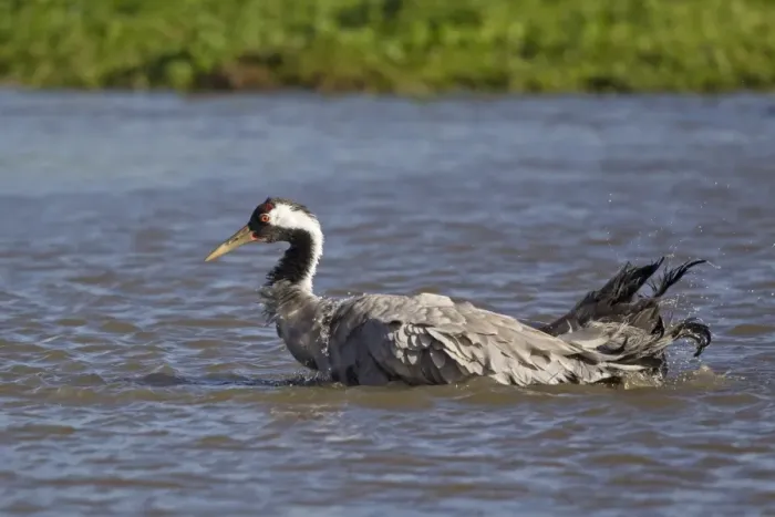 Framed Print : Common Crane (Grus grus) adult, bathing in water, Slimbridge, Gloucestershire, England, October Framed Print : Common Crane (Grus grus) adult, bathing in water, Slimbridge, Gloucestershire, England, October