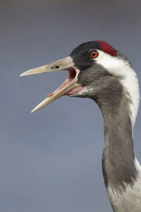 Framed Print : Common Crane (Grus grus) adult, close-up of head and neck, calling, Lake Hornborga, Sweden Framed Print : Common Crane (Grus grus) adult, close-up of head and neck, calling, Lake Hornborga, Sweden