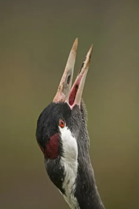 Framed Print : Common Crane (Grus grus) adult, calling, close-up of head, Norfolk, England, february Framed Print : Common Crane (Grus grus) adult, calling, close-up of head, Norfolk, England, february