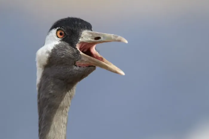 Framed Print : Common Crane (Grus grus) adult, close-up of head, calling, Lake Hornborga, Sweden Framed Print : Common Crane (Grus grus) adult, close-up of head, calling, Lake Hornborga, Sweden