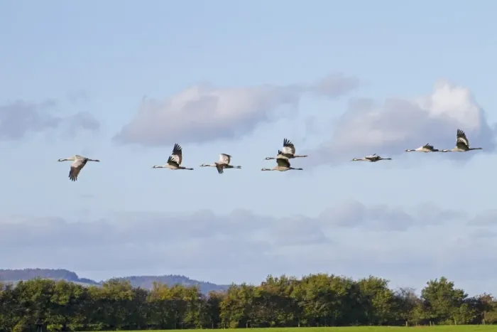 Framed Print : Common Crane (Grus grus) eight adults, in flight, Slimbridge, Gloucestershire, England, October