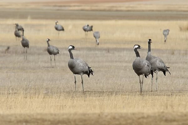 Common Crane (Grus grus) adults, flock standing in high plain habitat, Gallocanta, Zaragoza, Aragon, Spain, january