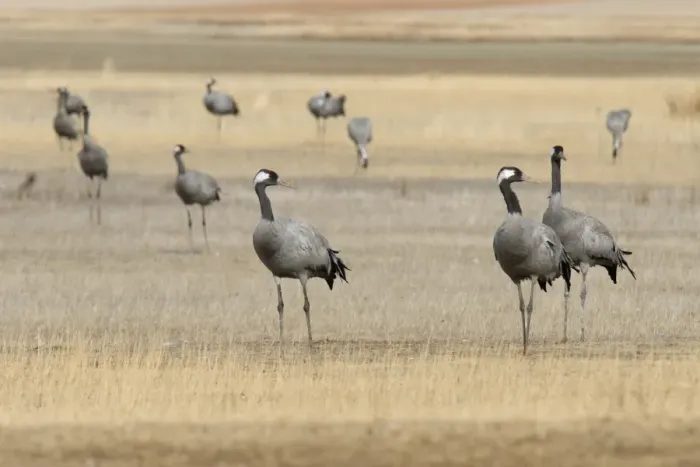 Framed Print : Common Crane (Grus grus) adults, flock standing in high plain habitat, Gallocanta, Zaragoza, Aragon, Spain, january Framed Print : Common Crane (Grus grus) adults, flock standing in high plain habitat, Gallocanta, Zaragoza, Aragon, Spain, january