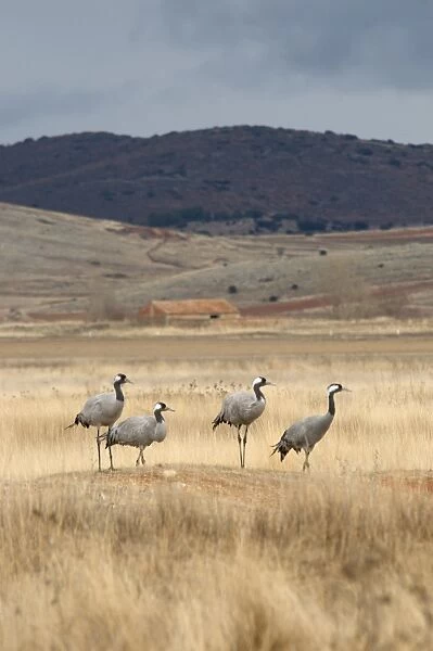 Common Crane (Grus grus) four adults, standing in high plain habitat, Gallocanta, Zaragoza, Aragon, Spain, january