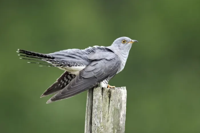 Framed Print : Common Cuckoo (Cuculus canorus) adult, perched on post, Midlands, England, april Framed Print : Common Cuckoo (Cuculus canorus) adult, perched on post, Midlands, England, april