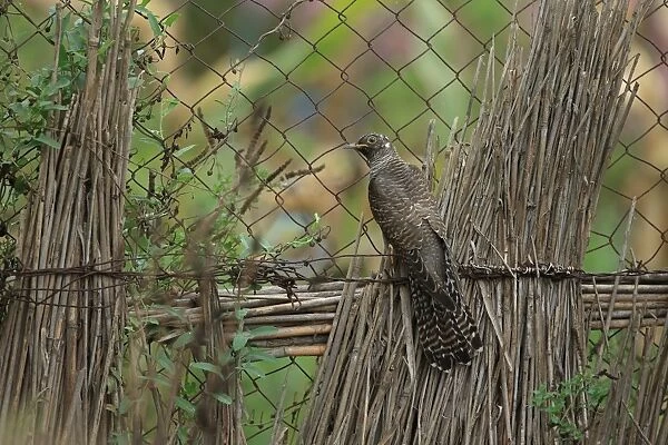 Common Cuckoo (Cuculus canorus) juvenile, perched on fence, Romania, September