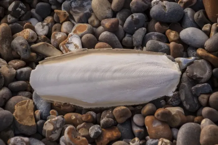 Framed Print : Common Cuttlefish (Sepia officinalis) cuttlebone, washed up on a pebble beach, Aldeburgh, Suffolk, England, March