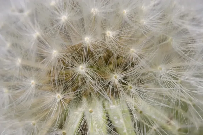 Framed Print : Common Dandelion (Taraxacum officinalis) close-up of seedhead, Dorset, England, april Framed Print : Common Dandelion (Taraxacum officinalis) close-up of seedhead, Dorset, England, april