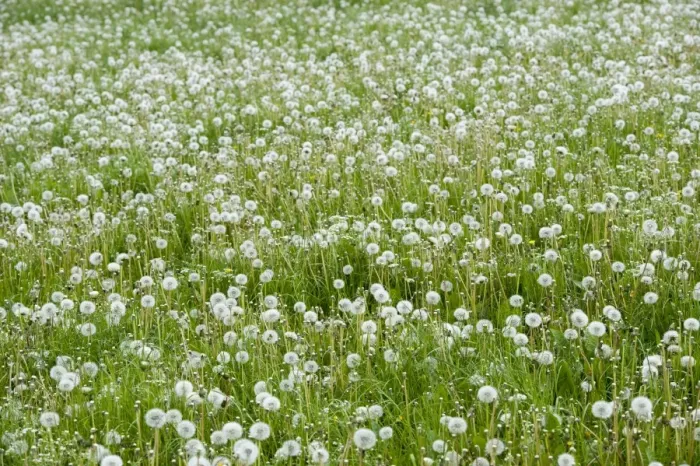 Framed Print : Common Dandelion (Taraxacum officinalis) seedheads, mass growing in field, Yorkshire, England, May Framed Print : Common Dandelion (Taraxacum officinalis) seedheads, mass growing in field, Yorkshire, England, May
