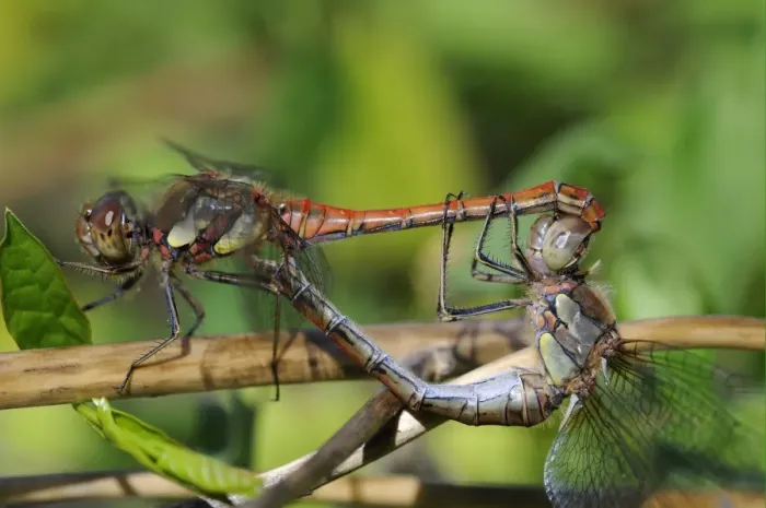 Framed Print : Common Darter Dragonfly (Sympetrum striolatum) adult pair, mating in wheel position, Oxfordshire, England, september