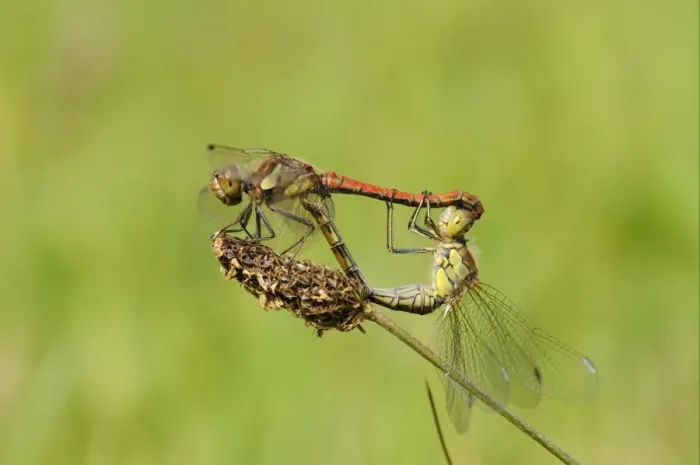 Framed Print : Common Darter Dragonfly (Sympetrum striolatum) adult pair, mating in wheel position, Oxfordshire, England