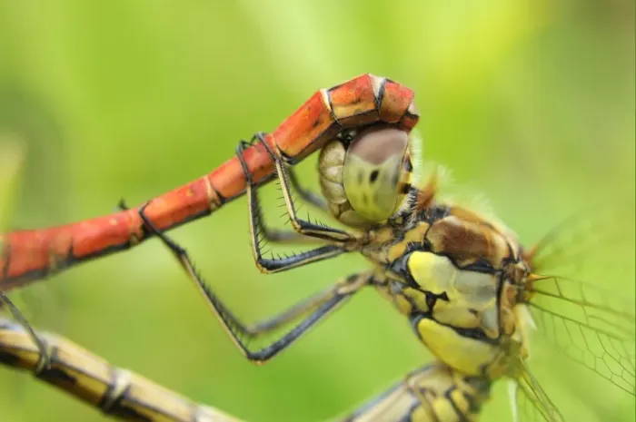Framed Print : Common Darter Dragonfly (Sympetrum striolatum) adult pair, mating in wheel position, Oxfordshire, England Framed Print : Common Darter Dragonfly (Sympetrum striolatum) adult pair, mating in wheel position, Oxfordshire, England
