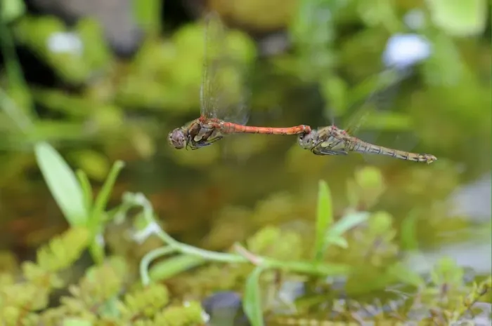 Framed Print : Common Darter Dragonfly (Sympetrum striolatum) adult pair, in flight, in tandem post-copulation, Oxfordshire, England, august Framed Print : Common Darter Dragonfly (Sympetrum striolatum) adult pair, in flight, in tandem post-copulation, Oxfordshire, England, august