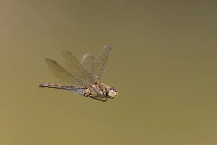 Framed Print : Common Darter (Sympetrum striolatum) adult female, in flight, Minsmere RSPB Reserve, Suffolk, England, september Framed Print : Common Darter (Sympetrum striolatum) adult female, in flight, Minsmere RSPB Reserve, Suffolk, England, september