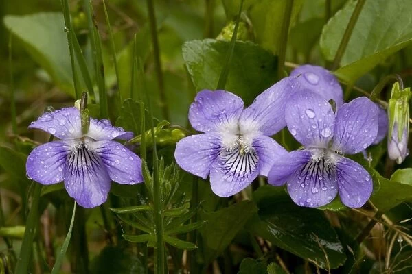 Common Dog Violet (Viola riviniana) close-up of flowers, after rainfall, Bulgaria, may