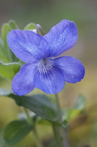 Common Dog Violet (Viola riviniana) close-up of dew covered flower, Kent, England, april