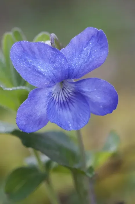 Framed Print : Common Dog Violet (Viola riviniana) close-up of dew covered flower, Kent, England, april Framed Print : Common Dog Violet (Viola riviniana) close-up of dew covered flower, Kent, England, april