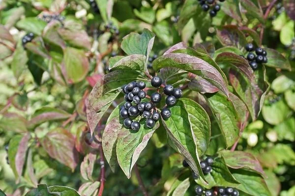 Common Dogwood (Cornus sanguinea) close-up of leaves and ripe berries, growing in woodland, Vicarage Plantation