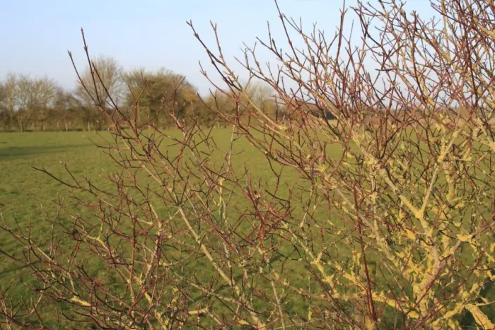 Framed Print : Common Dogwood (Cornus sanguinea) bare red stems, growing in hedgerow beside pasture, Bacton, Suffolk, England, march Framed Print : Common Dogwood (Cornus sanguinea) bare red stems, growing in hedgerow beside pasture, Bacton, Suffolk, England, march