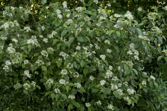 Framed Print : Common Dogwood (Cornus sanguinea) flowering, France, June