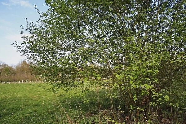 Common Dogwood (Cornus sanguinea) habit, growing in woodland, Vicarage Plantation, Mendlesham, Suffolk, England, April