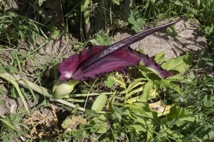 Framed Print : Common Dragon Arum flower - Bulgaria Framed Print : Common Dragon Arum flower - Bulgaria