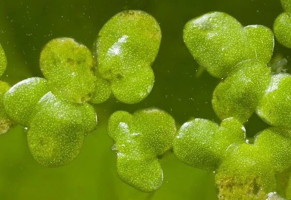 Common Duckweed (Lemna minor) close-up of leaves, floating on surface of pond, Dorset, England, July