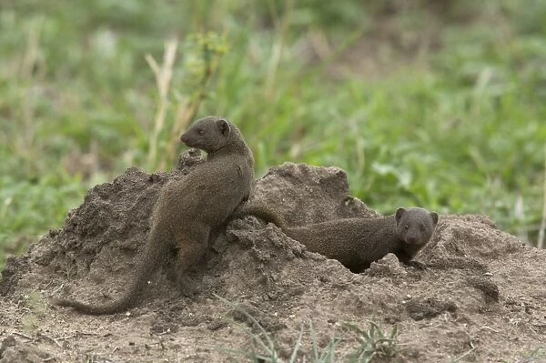 Common Dwarf Mongoose (Helogale parvula) adult pair, playing, Kruger N. P. Great Limpopo Transfrontier Park