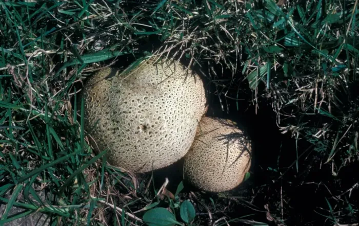 Framed Print : Common Earth-ball Fungus (Scleroderma citrinum) Framed Print : Common Earth-ball Fungus (Scleroderma citrinum)