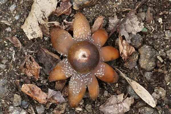 Common Earth-star (Geastrum triplex) fruiting body, amongst leaf litter on woodland floor, Italy, march