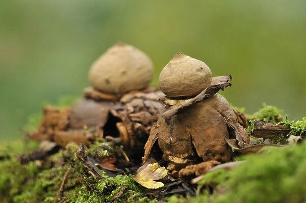 Common Earth-star (Geastrum triplex) two fruiting bodies, fully opened, Leicestershire, England, October