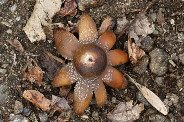 Framed Print : Common Earth-star (Geastrum triplex) fruiting body, amongst leaf litter on woodland floor, Italy, march