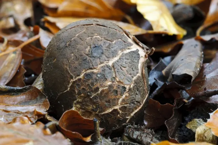 Framed Print : Common Earth-star (Geastrum triplex) fruiting body, fresh egg before exoperidium splits to reveal inner spore sac Framed Print : Common Earth-star (Geastrum triplex) fruiting body, fresh egg before exoperidium splits to reveal inner spore sac