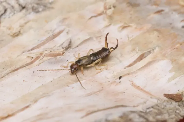 Framed Print : Common Earwig (Forficula auricularia) adult male, resting on birch log, England Framed Print : Common Earwig (Forficula auricularia) adult male, resting on birch log, England