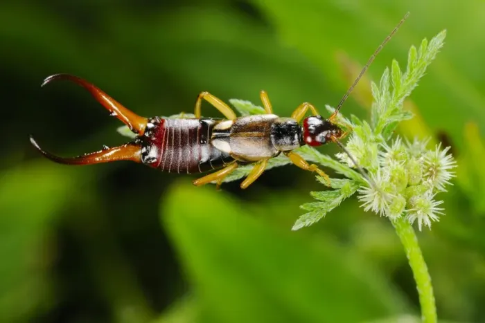 Framed Print : Common Earwig (Forficula auricularia) adult male, feeding on nectar, Italy, june Framed Print : Common Earwig (Forficula auricularia) adult male, feeding on nectar, Italy, june