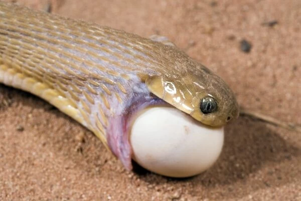 Common Egg-eater Snake (Dasypeltis scabra) adult, close-up of head, feeding on egg, Sindou, Leraba Province, Burkina Faso