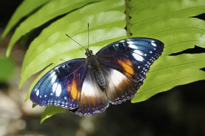 Framed Print : Common Eggfly (Hypolimnas bolina) adult female, resting on leaf, Atherton Tableland, Great Dividing Range, Queensland Framed Print : Common Eggfly (Hypolimnas bolina) adult female, resting on leaf, Atherton Tableland, Great Dividing Range, Queensland