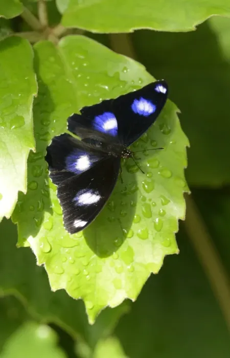Framed Print : Common Eggfly (Hypolimnas bolina) adult male, resting on leaf, Queensland, Australia, November