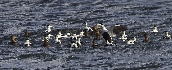 Common Eider ducks, male and female swimming in sea, Jura, Sotland