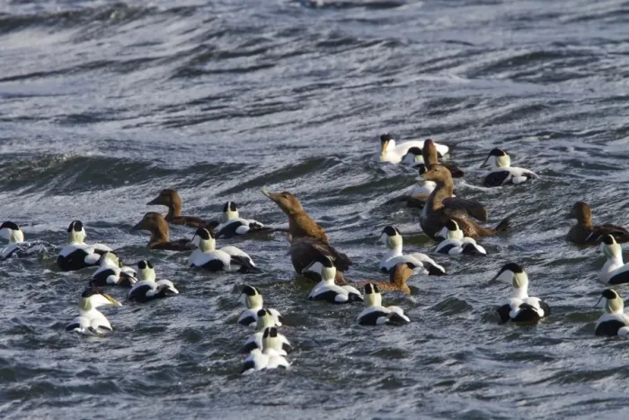 Framed Print : Common Eider ducks, male and female swimming in sea, Jura, Sotland