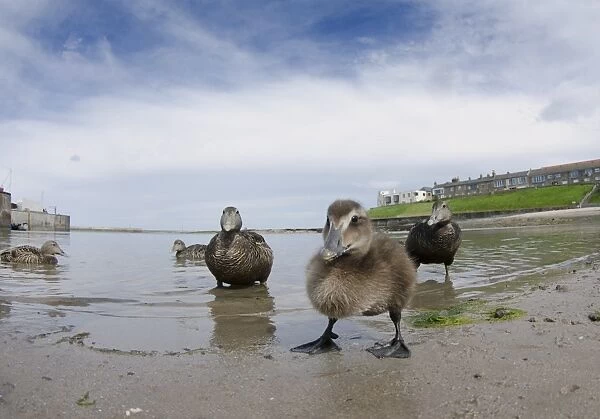 Common Eider (Somateria mollissima) duckling and four adult females, at beach in harbour of seaside village, Seahouses